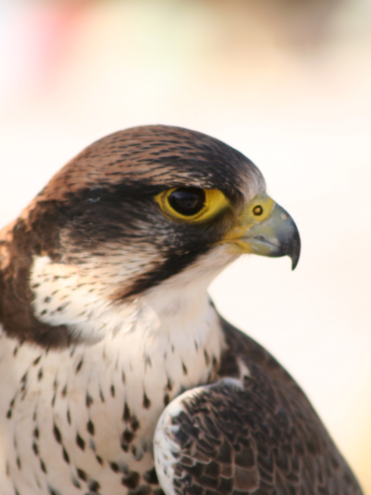 Commerce Wire ”商通社” Enters Strategic Partnership with Falcon Capital (International) Group to Jointly Establish Middle Eastern and Global Capital Markets Business Communications Division